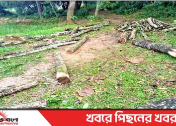 টাঙ্গাইল মধুপুরে সরকারি গাছ কেটে বিক্রির অভিযোগ