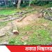 টাঙ্গাইল মধুপুরে সরকারি গাছ কেটে বিক্রির অভিযোগ
