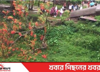 টাঙ্গাইল গোপালপুরে ঝড়ে ভেঙে পড়েছে দৃষ্টিনন্দন কৃষ্ণচূড়া গাছ