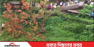 টাঙ্গাইল গোপালপুরে ঝড়ে ভেঙে পড়েছে দৃষ্টিনন্দন কৃষ্ণচূড়া গাছ