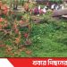 টাঙ্গাইল গোপালপুরে ঝড়ে ভেঙে পড়েছে দৃষ্টিনন্দন কৃষ্ণচূড়া গাছ