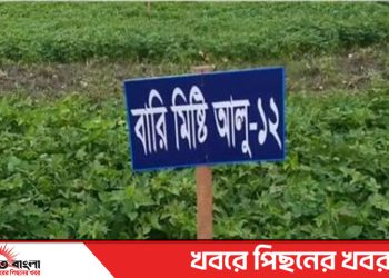 টাঙ্গাইলের মির্জাপুরে উচ্চ ফলনশীল মিষ্টি আলু আবাদে পাল্টে যাচ্ছে কৃষকের ভাগ্য