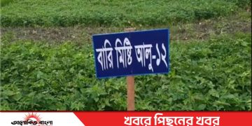 টাঙ্গাইলের মির্জাপুরে উচ্চ ফলনশীল মিষ্টি আলু আবাদে পাল্টে যাচ্ছে কৃষকের ভাগ্য