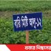 টাঙ্গাইলের মির্জাপুরে উচ্চ ফলনশীল মিষ্টি আলু আবাদে পাল্টে যাচ্ছে কৃষকের ভাগ্য