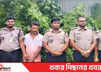 টাঙ্গাইল ভূঞাপুরে গাঁজা গাছ সহ একজন চাষী গ্রেপ্তার